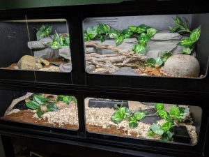 Rắn Bò - Bullsnake