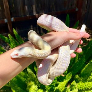 Rắn Bò - Bullsnake