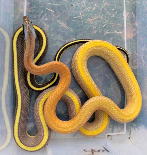 20 Dòng Rắn Chuột - Rat Snake Phổ Biến Nhất » Pop Pet Shop