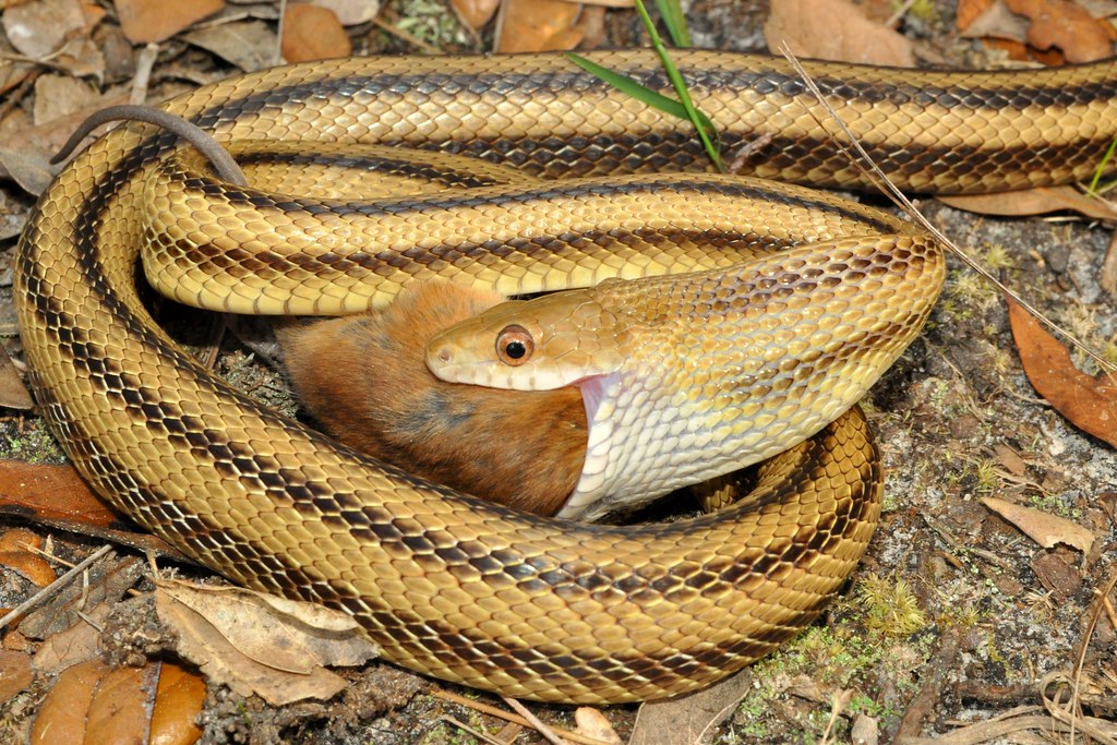 20 Dòng Rắn Chuột - Rat Snake Phổ Biến Nhất » Pop Pet Shop