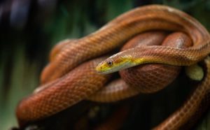 Rắn Chuột