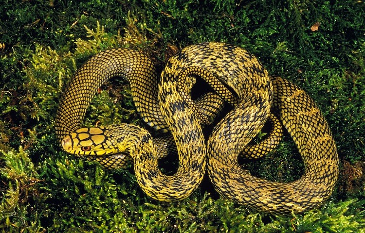 20 Dòng Rắn Chuột - Rat Snake Phổ Biến Nhất » Pop Pet Shop