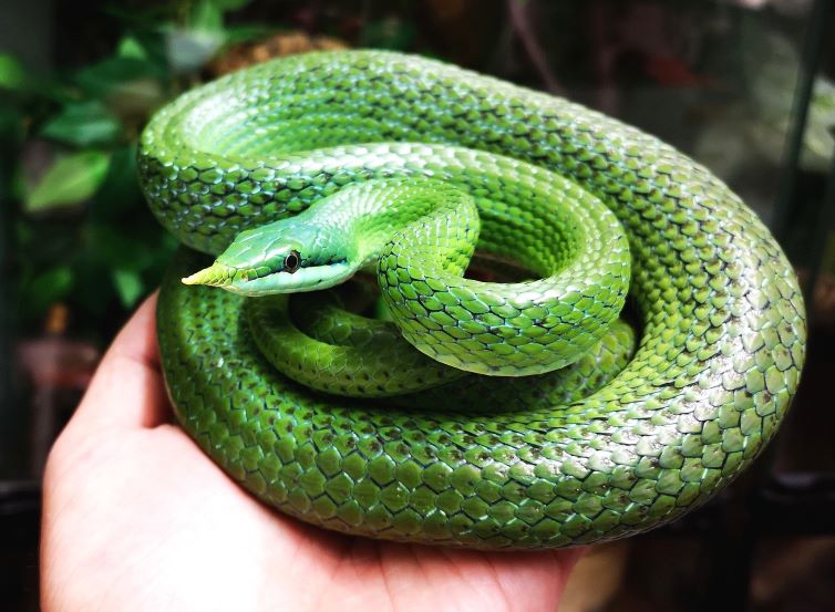20 Dòng Rắn Chuột - Rat Snake Phổ Biến Nhất » Pop Pet Shop