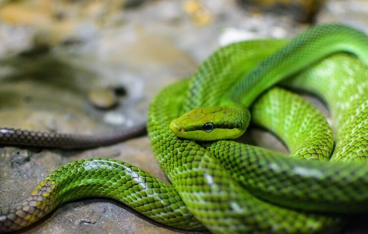 20 Dòng Rắn Chuột - Rat Snake Phổ Biến Nhất » Pop Pet Shop