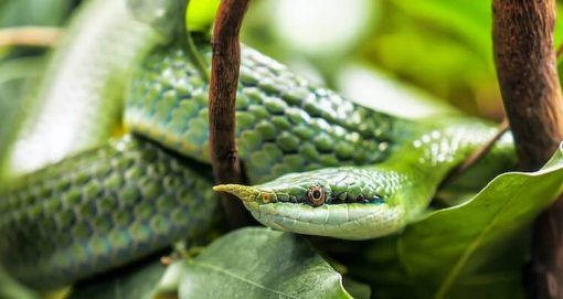 20 Dòng Rắn Chuột - Rat Snake Phổ Biến Nhất » Pop Pet Shop