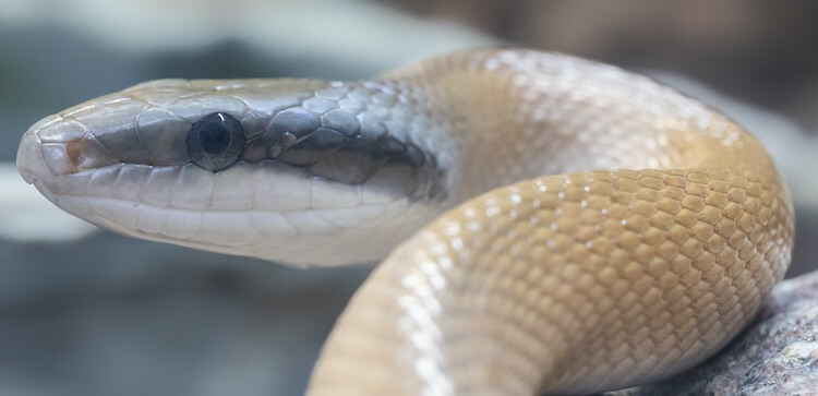 20 Dòng Rắn Chuột - Rat Snake Phổ Biến Nhất » Pop Pet Shop