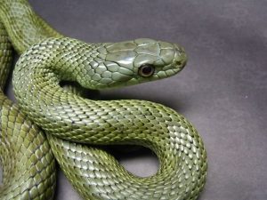 rắn Chuột
