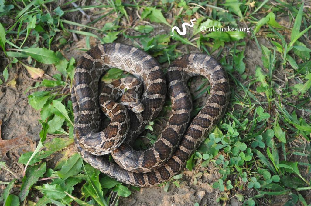 20 Dòng Rắn Chuột - Rat Snake Phổ Biến Nhất » Pop Pet Shop