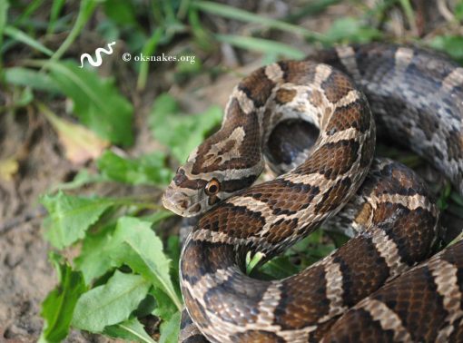 20 Dòng Rắn Chuột - Rat Snake Phổ Biến Nhất » Pop Pet Shop