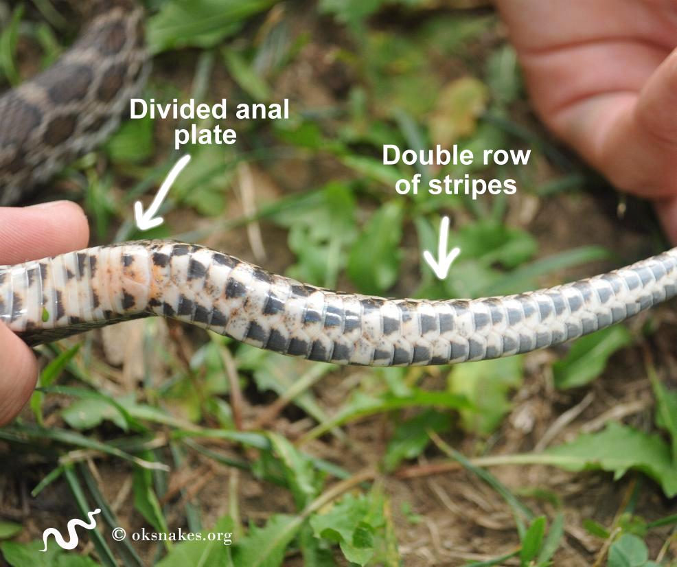 20 Dòng Rắn Chuột - Rat Snake Phổ Biến Nhất » Pop Pet Shop