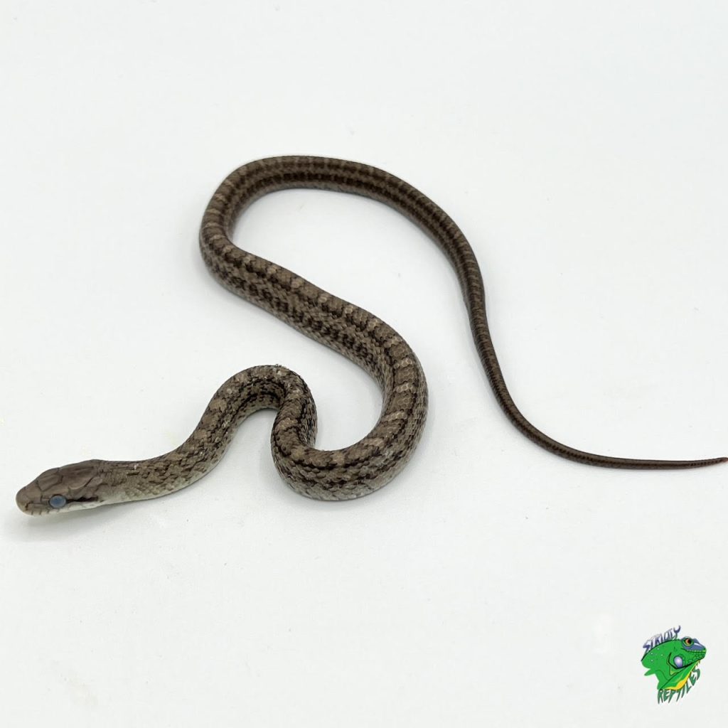 20 Dòng Rắn Chuột - Rat Snake Phổ Biến Nhất » Pop Pet Shop