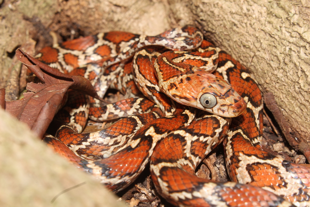 20 Dòng Rắn Chuột - Rat Snake Phổ Biến Nhất » Pop Pet Shop